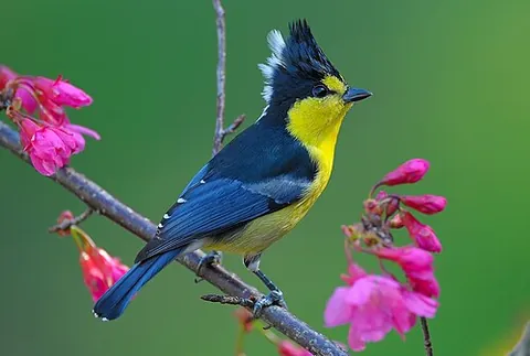 yellow tit: machlolophus holsti, a small bird of the tit family Paridae