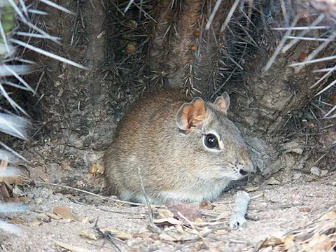 yellow-toothed cavy: south American rodent belonging to the genus Galea