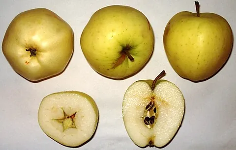 yellow transparent: an apple cultivar with a subacidic taste and fine flesh