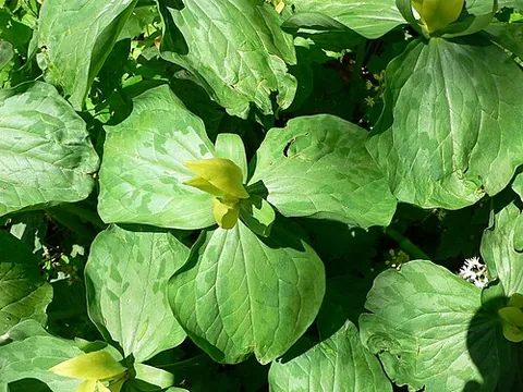 yellow trillium: trillium luteum, native to the woodlands of the Great Smoky Mountains of the southeastern United...