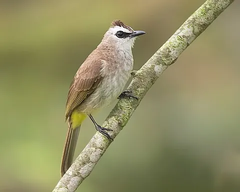 yellow-vented bulbul: pycnonotus goiavier, a bird of the bulbul family Pycnonotidae, of southeastern Asia
