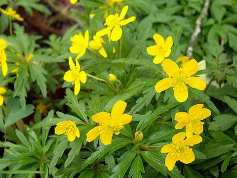 yellow wood anemone: anemone ranunculoides, a plant species in the buttercup (Ranunculaceae) family