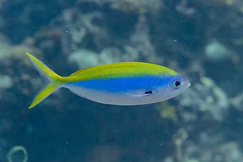 yellowback fusilier: a pelagic marine fish (Caesio xanthonota), native to the tropical Indo-Pacific. It usually grows to...