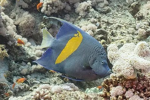 yellowbar angelfish: a fish, Pomacanthus maculosus