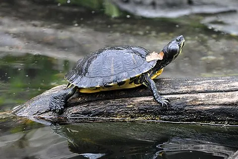 yellowbelly slider: trachemys scripta scripta, a kind of turtle