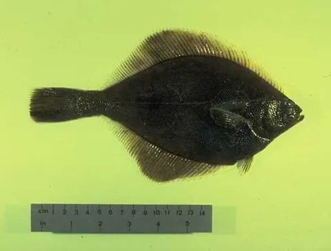 yellowfin sole: any member of the species Limanda aspera of flatfish of the northern Pacific