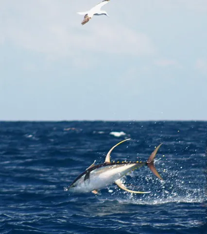 yellowfin tuna: an edible species of tuna, Thunnus albacares, found especially in tropical seas