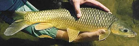 yellowfish: certain species of the genus Labeobarbus of mid-sized ray-finned fish