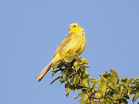 yellowhammer: a passerine bird, Emberiza citrinella, of western Eurasia, which is mainly yellow in colour