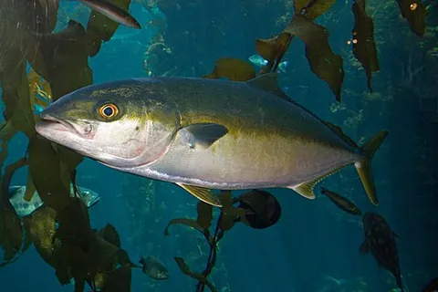 yellowtail amberjack: a species of large edible fish, Seriola lalandi, found in the Indian and Pacific oceans