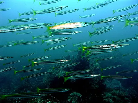 yellowtail barracuda: sphyraena flavicauda, a barracuda of the family Sphyraenidae, found in Indo-West Pacific oceans