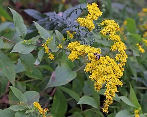 yellowweed: goldenrod (several species in the genus Solidago)