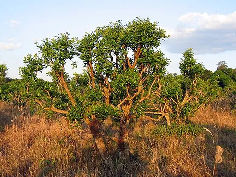 yerba: ilex paraguariensis, a species of holly native to southern South America; or the dried leaves and...