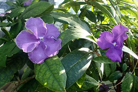 yesterday-today-and-tomorrow: the flowering plant Brunfelsia pauciflora, of Brazil