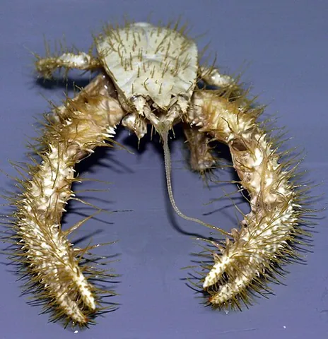 yeti crab: any of the genus Kiwa of anomurans that live around deep-sea hydrothermal vents and cold seeps, and...