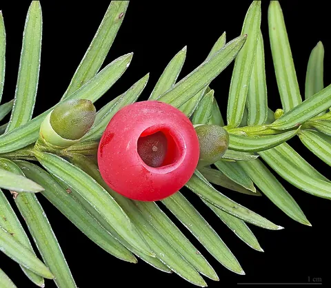 yew: a species of coniferous tree, Taxus baccata, with dark-green flat needle-like leaves and seeds...