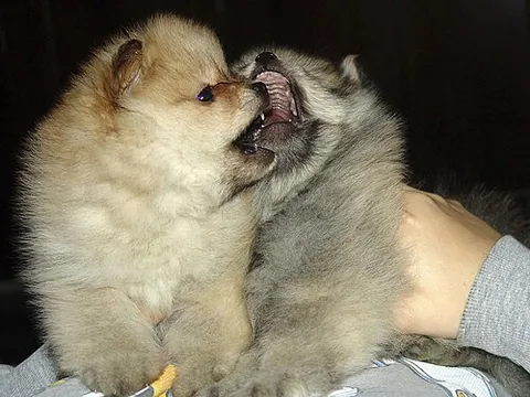 yipper dog: a small dog, especially one that makes high-pitched yipping sounds