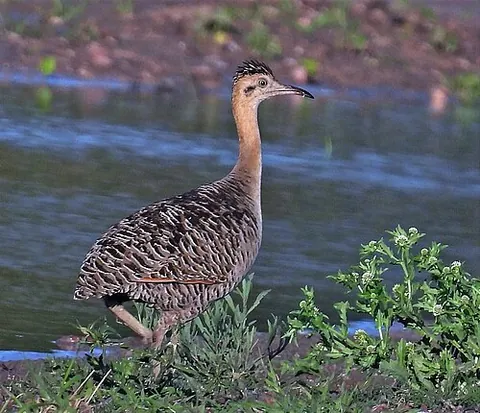 ynambu: a bird of South America, Rhynchotus rufescens, the red-winged tinamou