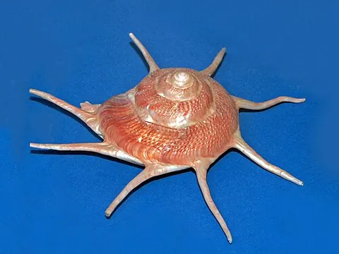 yoka star turban: guildfordia yoka, a species of deepwater sea snail