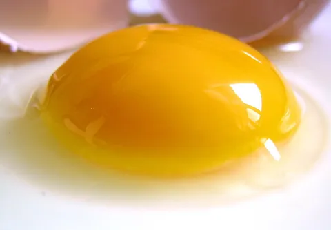 yolk: the yellow, spherical part of an egg that is surrounded by the white albumen, and serves as...