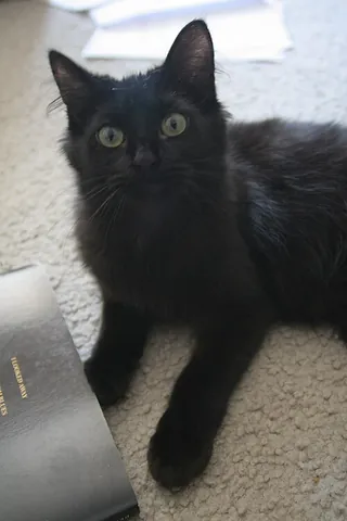 york chocolate cat: an American breed of longhaired domestic cat