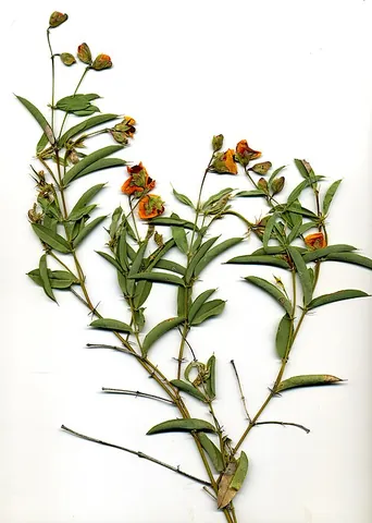 york road poison: any member of the species Gastrolobium calycinum of plants of Australia toxic to foraging livestock