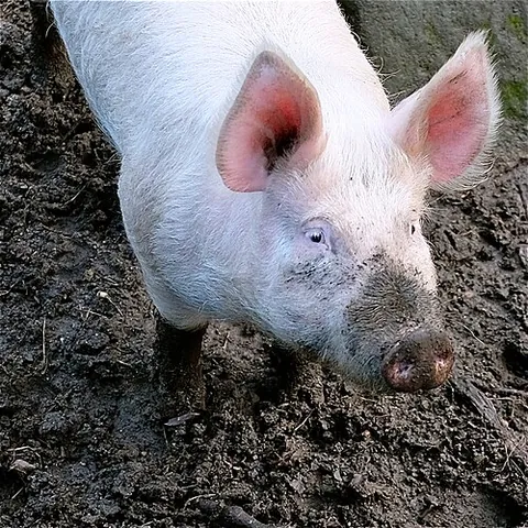 yorkshire pig: a domestic pig of a breed originating in Yorkshire