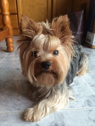 yorkshire terrier: a breed of toy dog having a long, glossy coat