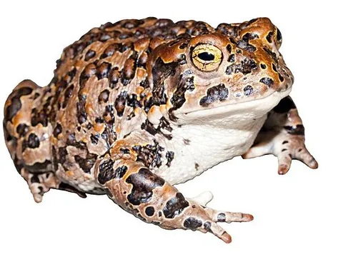 yosemite toad: anaxyrus canorus, a medium-sized true toad, endemic to the Sierra Nevada of California, United...