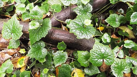 youth-on-age: a perennial plant native to North America and widely planted as an ornamental: Tolmiea menziesii