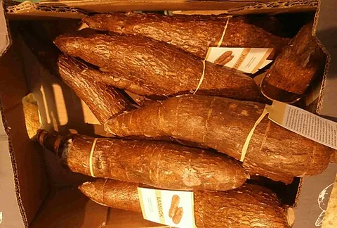 yuca: cassava