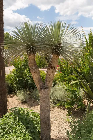 yucca: any of several evergreen plants of the genus Yucca, having long, pointed, and rigid leaves at the...