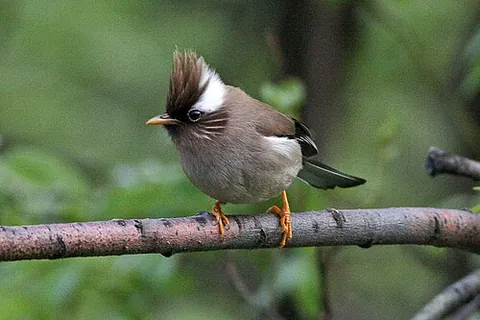 yuhina: any of several birds of the genus Yuhina: the Old World babblers