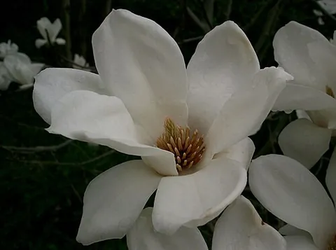 yulan: magnolia denudata, a species of magnolia with large white blossoms that open before the leaves