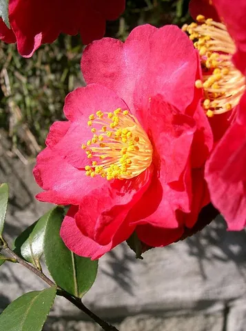yuletide: the flower Camellia sasanqua, native to Japan and nearby islands
