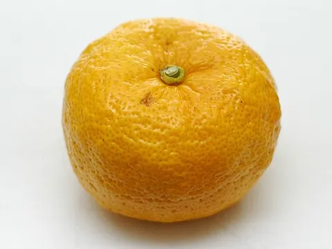 yuzu: a citrus fruit originating in East Asia, Citrus ichangensis x Citrus reticulata var. austera