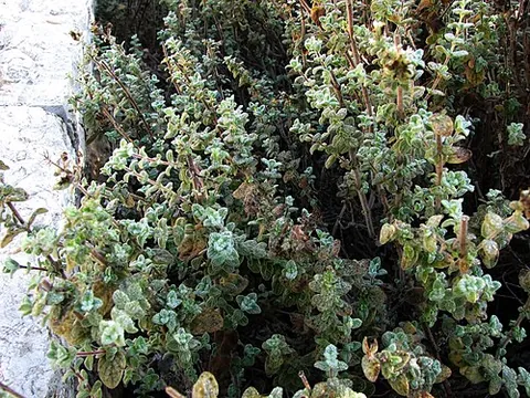 zaatar: a particular herb, similar in flavor to thyme or oregano, used in Middle Eastern cuisine (Origanum...