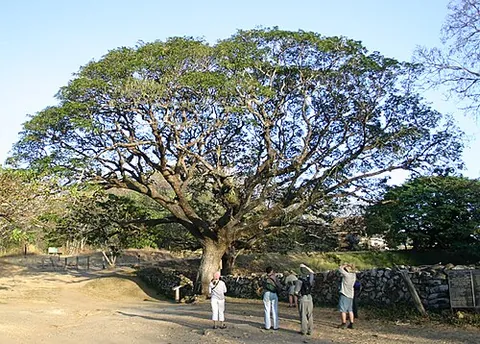 zaman: albizia saman, a large tropical tree in the pea family