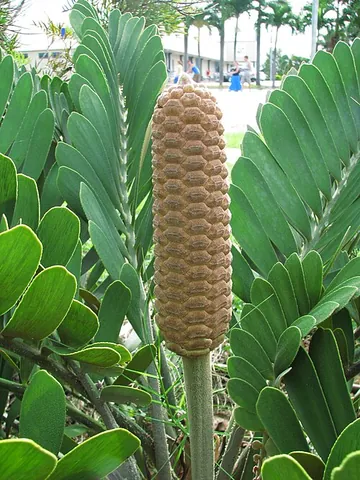 zamia: any of various cycads of the genera Zamia and Macrozamia
