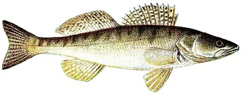 zander: a European freshwater fish in the family Percidae, closely related to the perch, Sander lucioperca