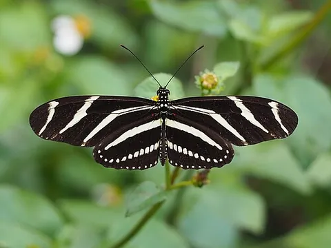 zebra butterfly: heliconius charithonia, a butterfly with white or yellow stripes on a black or dark brown body