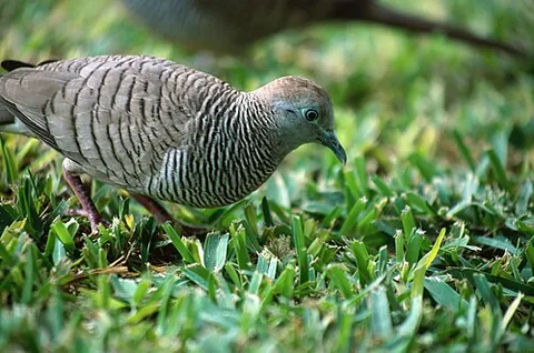 zebra dove: geopelia striata, a bird of the dove family Columbidae