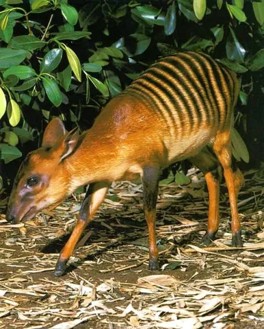 zebra duiker: a small striped antelope, of species Cephalophus zebra, found in parts of Africa