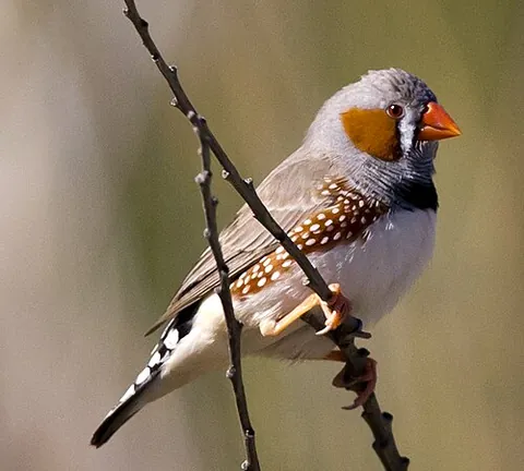 zebra finch: a small Australasian weaverbird of the genus Taeniopygia that has markings similar to a zebra