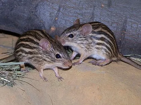 zebra mouse: any of the small, striped, mouselike African rodents of the genus Lemniscomys