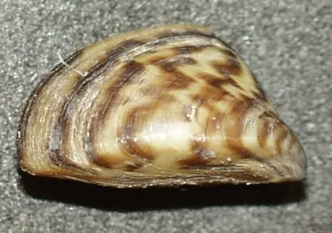 zebra mussel: any member of the species Dreissena polymorpha of striped freshwater mussel, originating in Russia