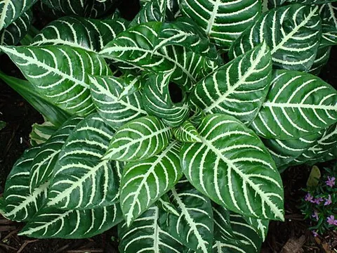 zebra plant: aphelandra squarrosa (saffron spike)