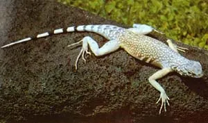 zebra-tailed lizard: a lizard of southwestern US and northern Mexico deserts with black and white markings on its tail,...