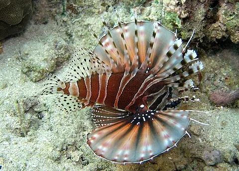 zebra turkeyfish: a venomous fish in the family Scorpaenidae (Dendrochirus zebra)