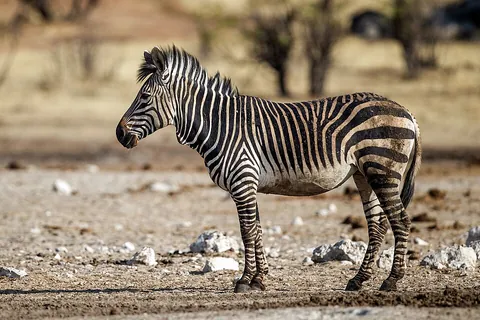 zebra: any of three species of subgenus Hippotigris: Equus grevyi, Equus quagga, or Equus zebra, all with...